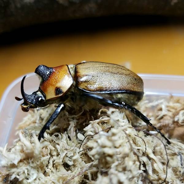 ①ゴロファ　グロブリコルニス　♂1♀2匹セット