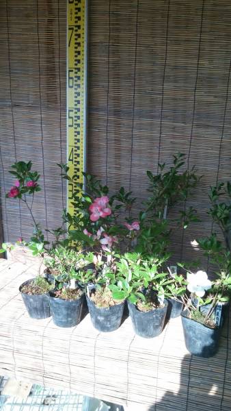 伊勢屋 お買い得さつき 錦朱の月 はなびん 玉堂 恋あかり 天星の舞 金盃 朱鷺 トキ 桃香 麗子 十三夜10点 5 皐月 さつき 売買されたオークション情報 Yahooの商品情報をアーカイブ公開 オークファン Aucfan Com