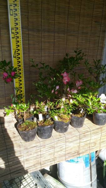 伊勢屋 お買い得さつき 錦朱の月 はなびん 玉堂 恋あかり 天星の舞 金盃 朱鷺 トキ 桃香 麗子 十三夜10点 5 皐月 さつき 売買されたオークション情報 Yahooの商品情報をアーカイブ公開 オークファン Aucfan Com