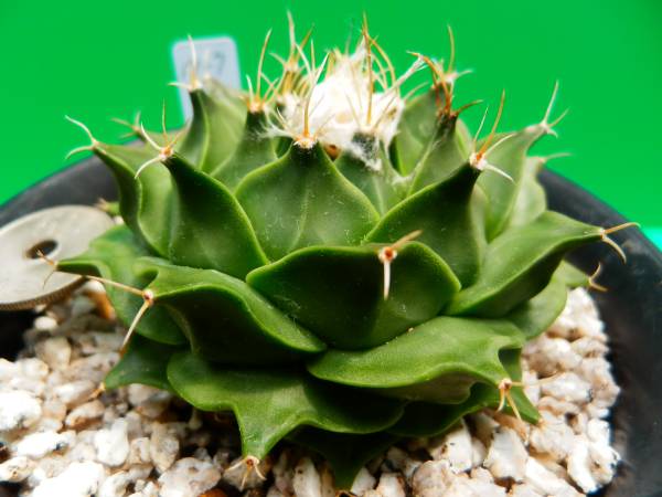 帝冠　実生　古株 得価，限定セール】 サボテン 帝冠 実生