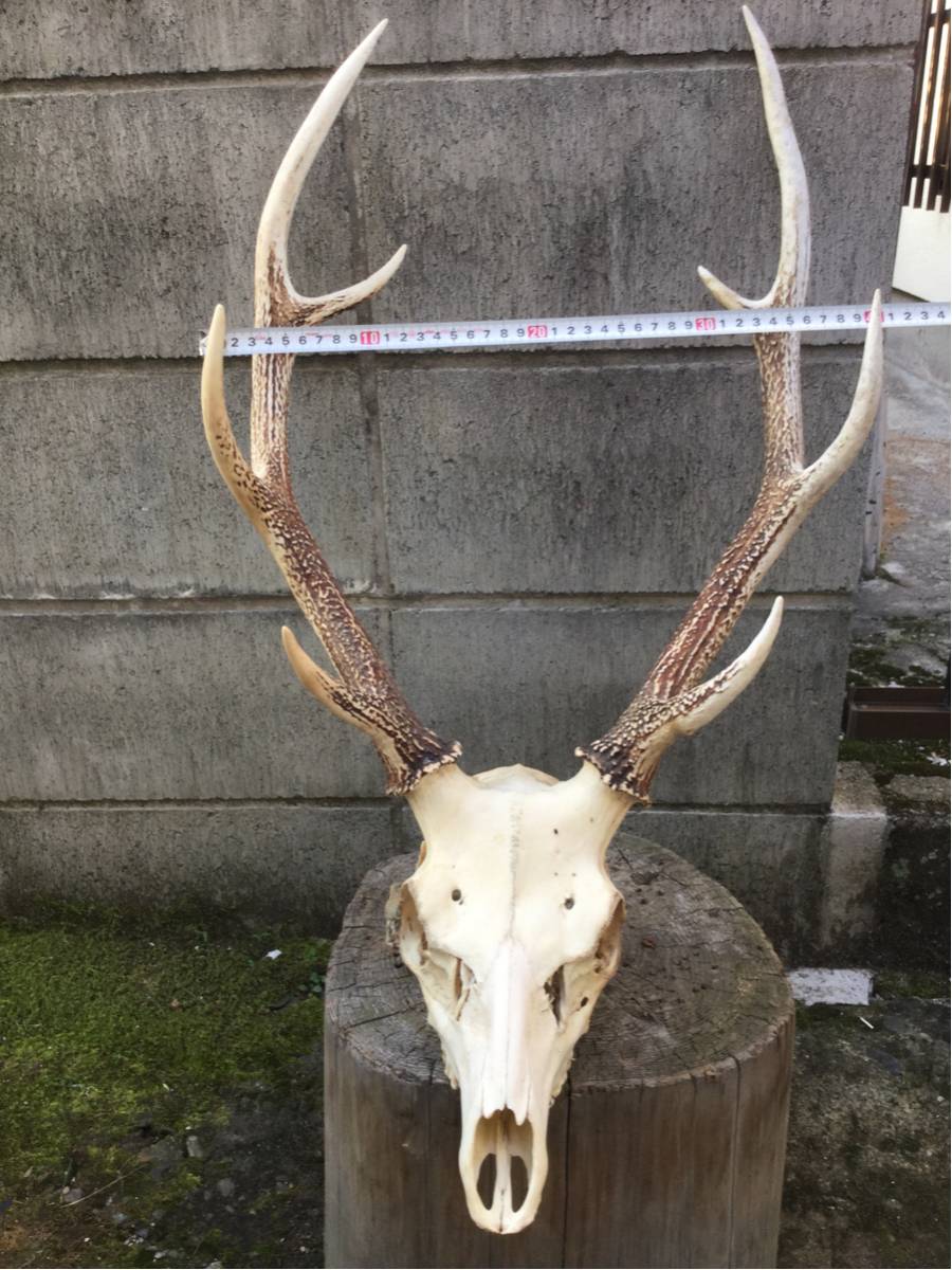 一対 ニホンジカ | 鹿の角 - Wikipedia 鹿角 公式通販 日本鹿の角 鹿の 