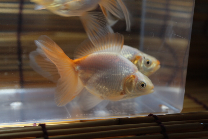 東海錦・当歳・3匹・NO143