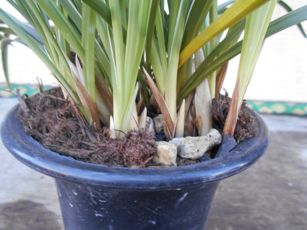 山野草　日本春蘭　雪山　20条位　花芽付き　シュンラン　②　　　　　　　　　　