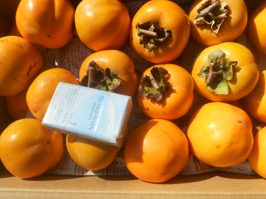 ☆　送料無料　高知産　大和渋柿　約　１５Ｋｇ　干し柿用　ただし北海道沖縄を除く　☆