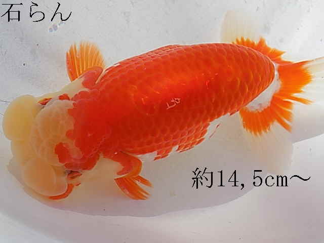 c588991096.1