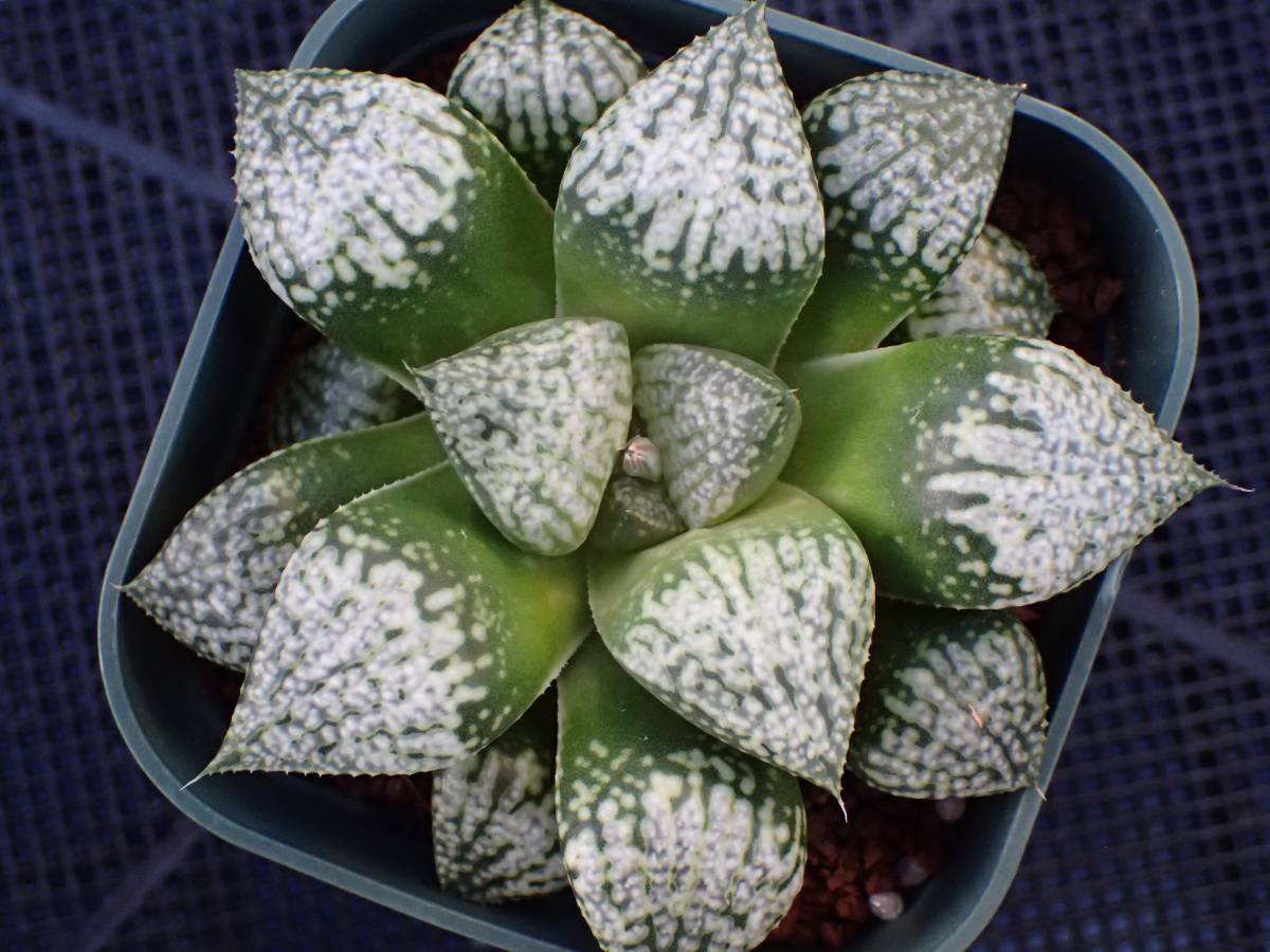 4◆多肉植物◆ハオルチア◆銀鱗×パンドラNS-1