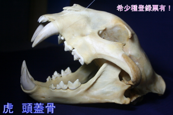 100%新品，大人気 虎/トラ スカル 本物 頭蓋骨 骨 種登録票有(その他)｜売買されたオークション情報、yahooの商品情報をアーカイブ公開 - オークファン その他
