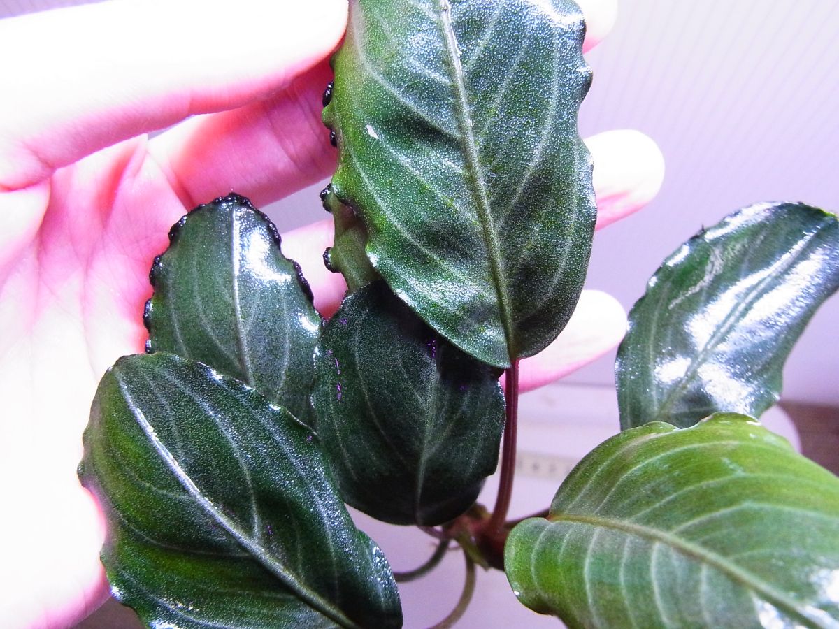 ◆◆ブセファランドラsp. パールグレイ (TB便) 美株! パール感 Bucephalandra◆◆