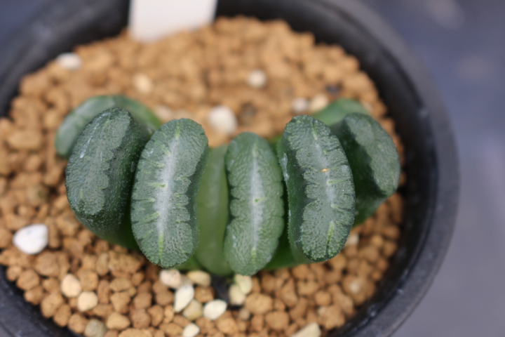 サボテン 多肉植物 ハオルチア 玉扇 福娘
