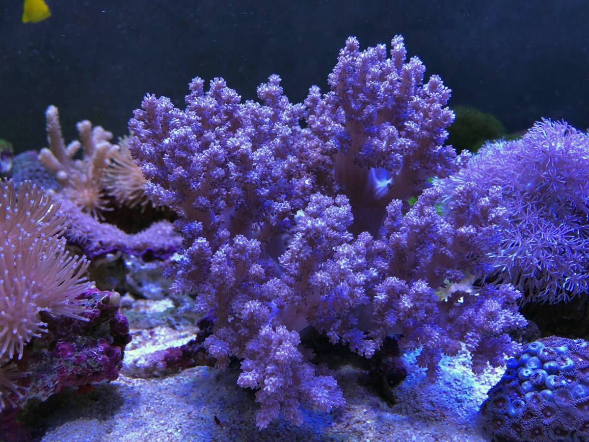 石垣産・チヂミトサカ・鮮パープル系ピンク・群生個体