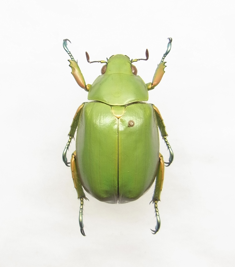 キンセスジウグイスコガネ Chrysina Glorious 「ウグイス?」虫類の落札