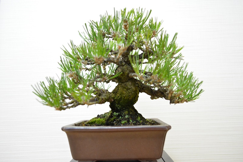 盆栽 【一起園芸】糸魚川真柏・中品盆栽☆石付き盆栽・見応え充分な