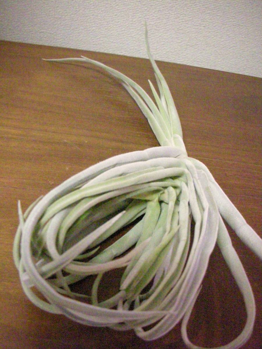 現品チランジア・ドラティー 特大(3)Tillandsia duratii 現品 現品チランジア・ドラティー 特大(3)Tillandsia duratii 現品