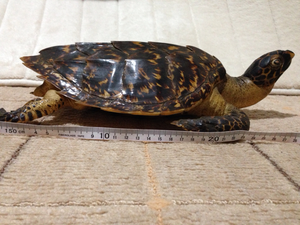 ウミガメ べっ甲 べっ甲亀 タイマイ ウミガメ 剥製 置物 壁掛け可能
