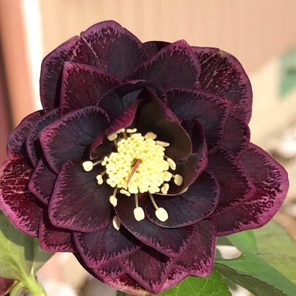 135☆極上 レッド ブロッチ☆クリスマスローズ☆開化株 広瀬園芸 dd