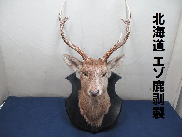 ディーゼル ◎ DIESEL⁄ディーゼル 北海道 エゾ鹿 剥製（105） 全長