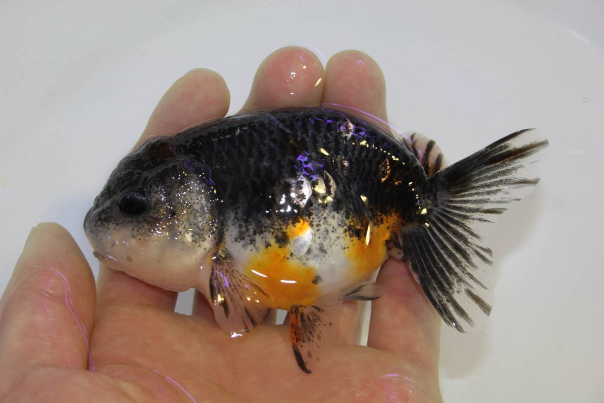 江戸錦 金魚 Guriffin Japan 親物サイズ四歳 (1匹) [生体 - ◇中国産 