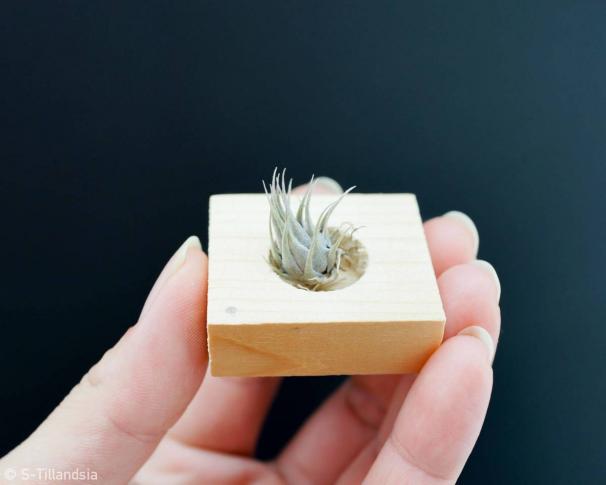 S-Tillandsia kautskyi チランジア・エアープランツ