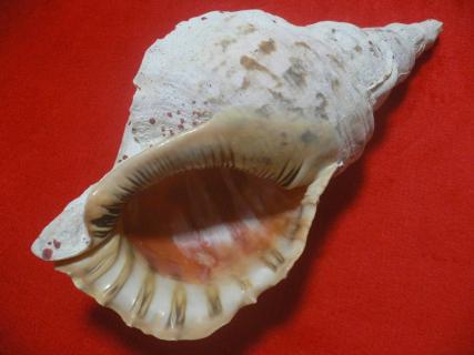 ☆沖縄の法螺貝☆No8☆ほら貝☆ホラガイ☆35.5cm・1230g 沖縄の法螺貝