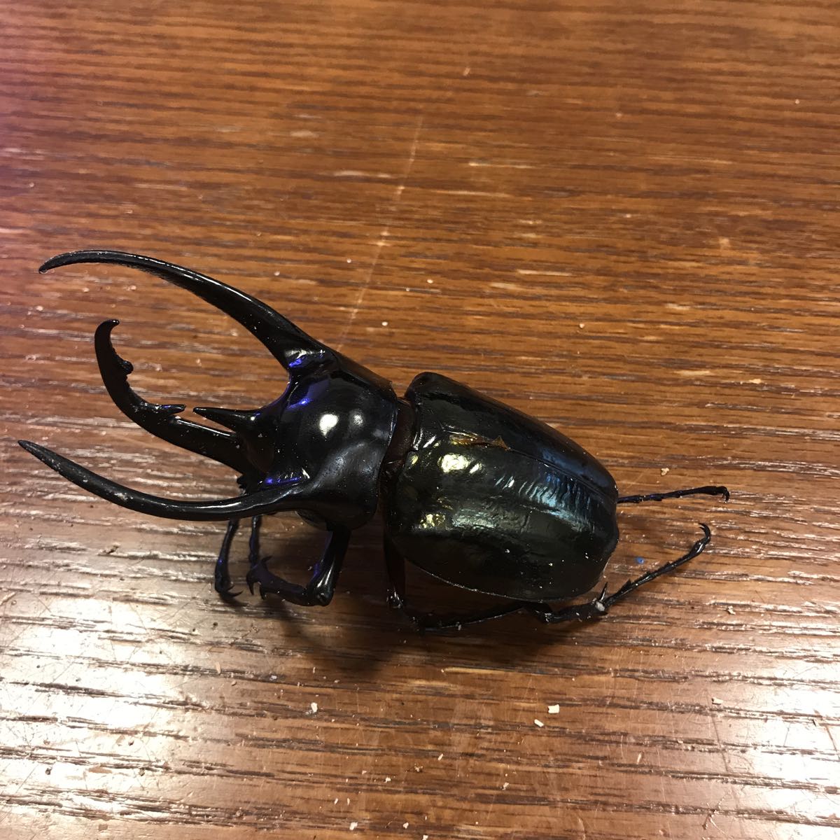 標本用！大型美形血統！！アジア最強のオオカブト！！コーカサスオオカブト115mm ！！AF