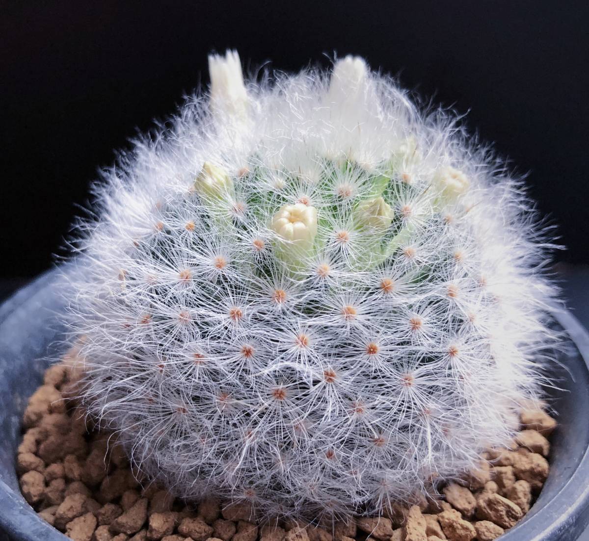 アルビコマ 実生 2015年生 マミラリア属 (1) ◆ Mammillaria albicoma cactus サボテン 多肉植物_1