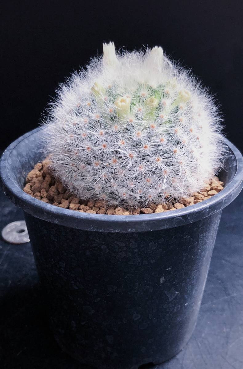 アルビコマ 実生 2015年生 マミラリア属 (1) ◆ Mammillaria albicoma cactus サボテン 多肉植物_2