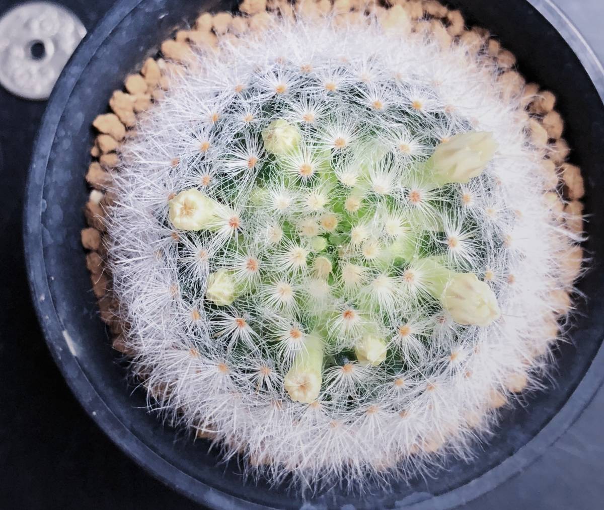アルビコマ 実生 2015年生 マミラリア属 (1) ◆ Mammillaria albicoma cactus サボテン 多肉植物_3