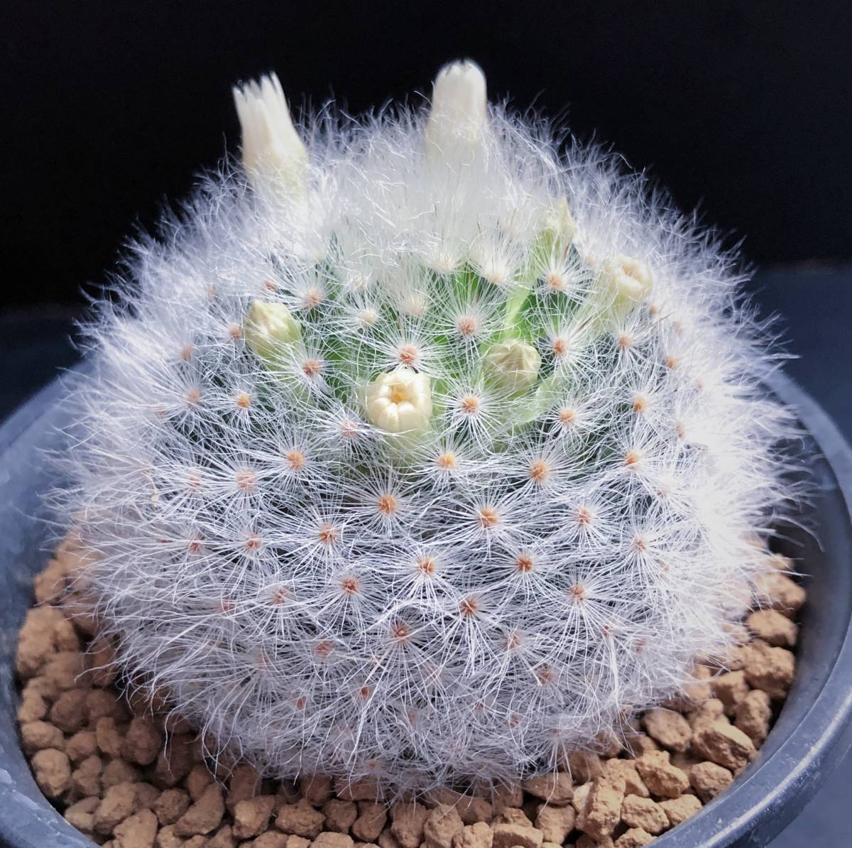 アルビコマ 実生 2015年生 マミラリア属 (1) ◆ Mammillaria albicoma cactus サボテン 多肉植物_4