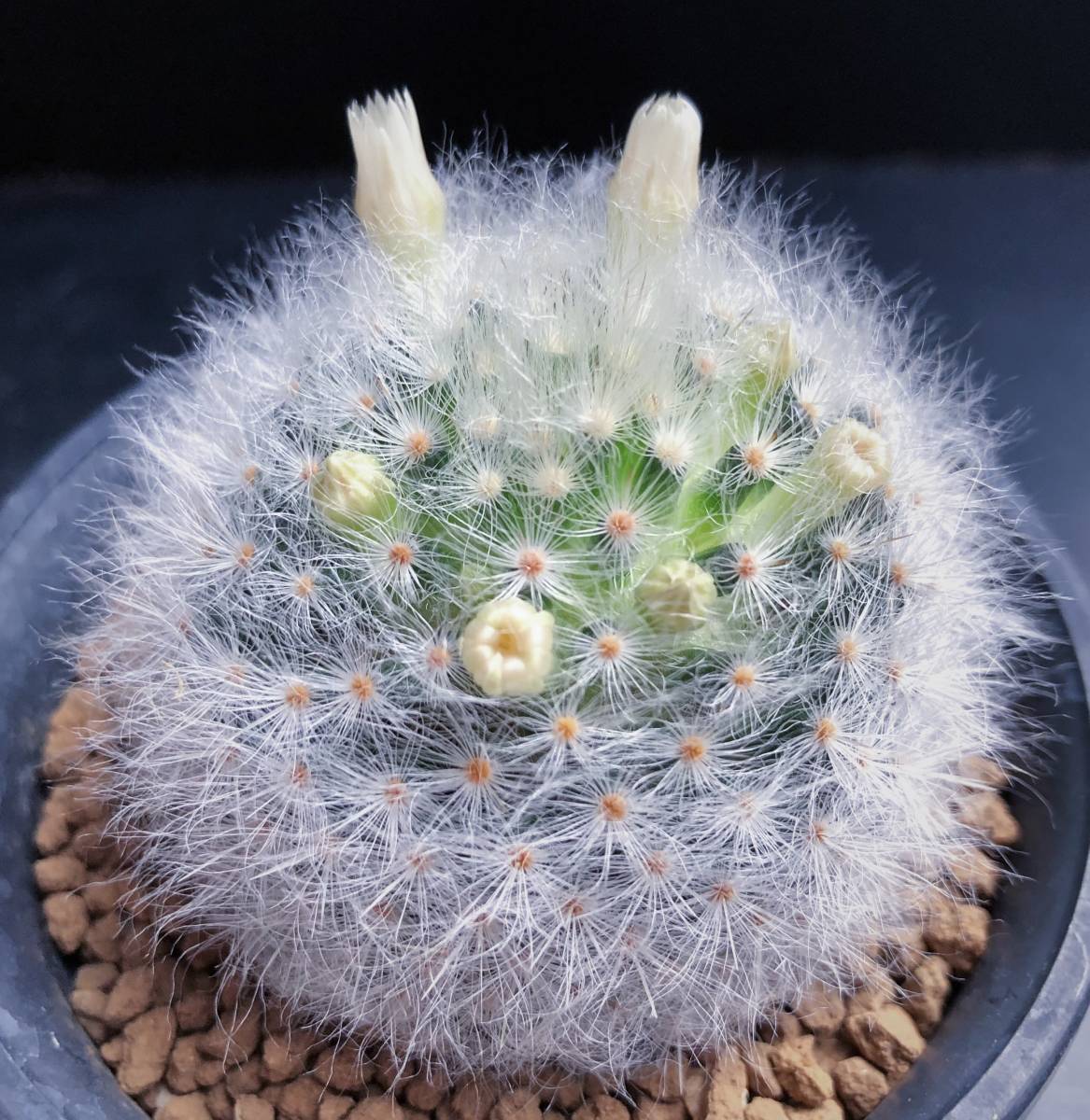 アルビコマ 実生 2015年生 マミラリア属 (1) ◆ Mammillaria albicoma cactus サボテン 多肉植物_5
