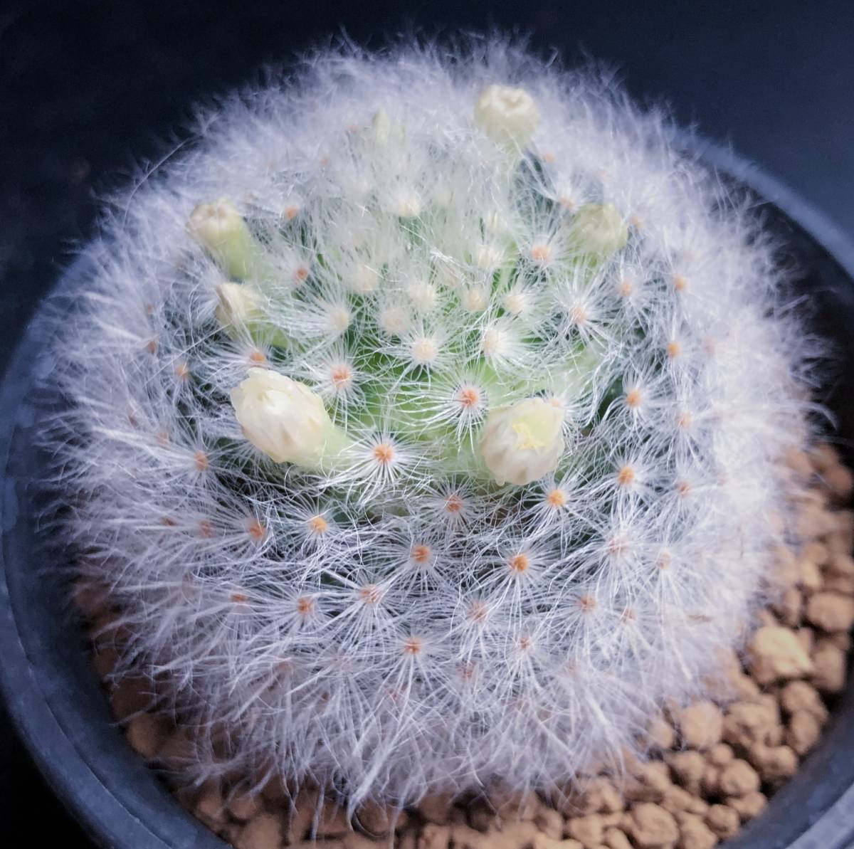 アルビコマ 実生 2015年生 マミラリア属 (1) ◆ Mammillaria albicoma cactus サボテン 多肉植物_6