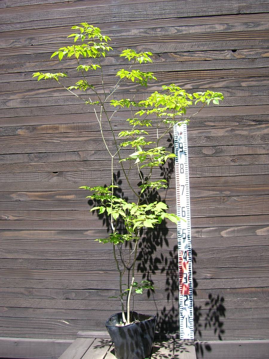 現品発送アオダモ 現品発送 アオダモ 管理No.348 株立ち 樹高1.8-2.2m(根