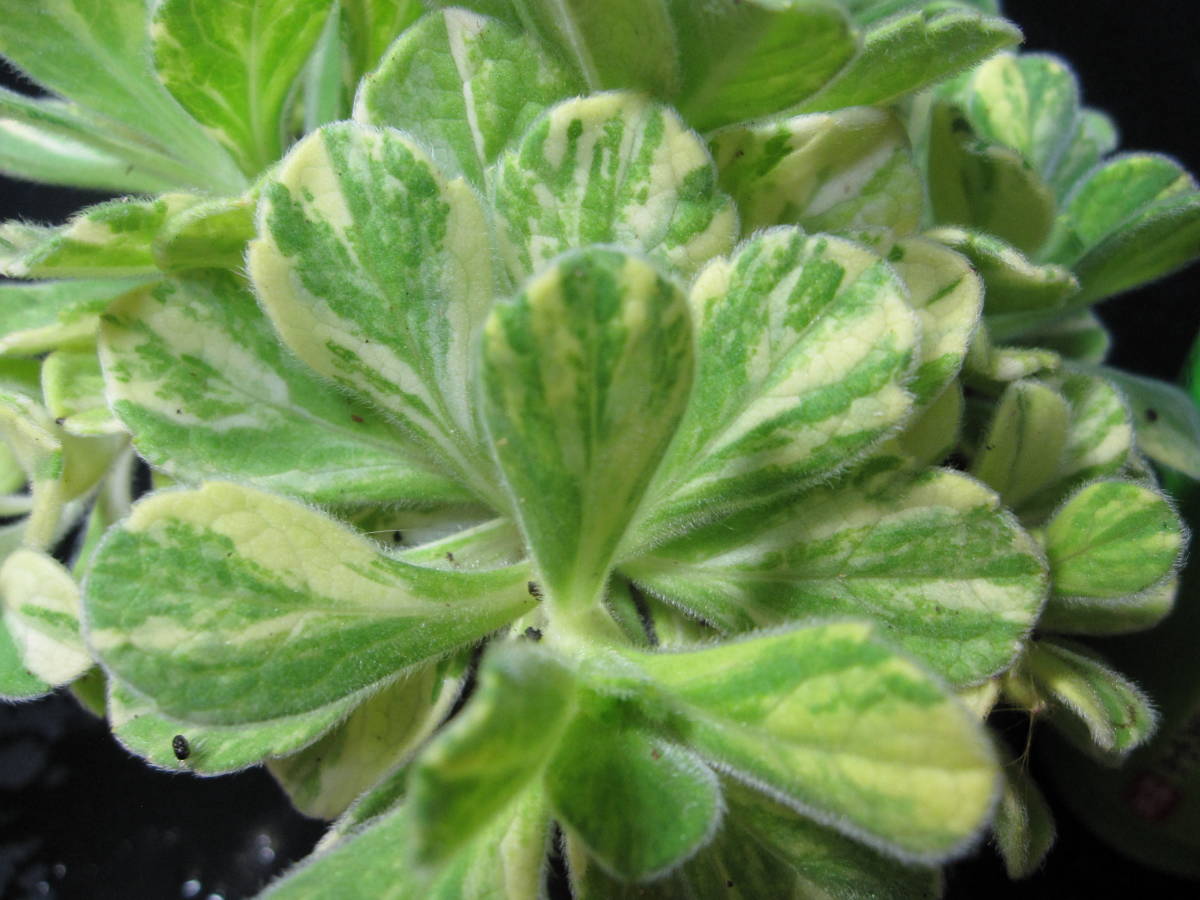 山野草 斑入り | Yahoo!オークション 山野草の石田精華園 達磨菊