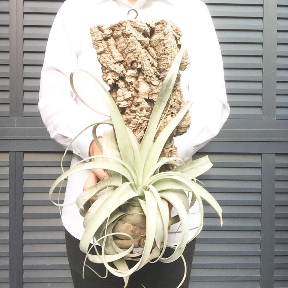 大量 1円 出品！ワイルドフォルム！ 大特価！3XLサイズ Tillandsia キセログラフィカ エアプランツ エアープランツ チランジア ボタニカル