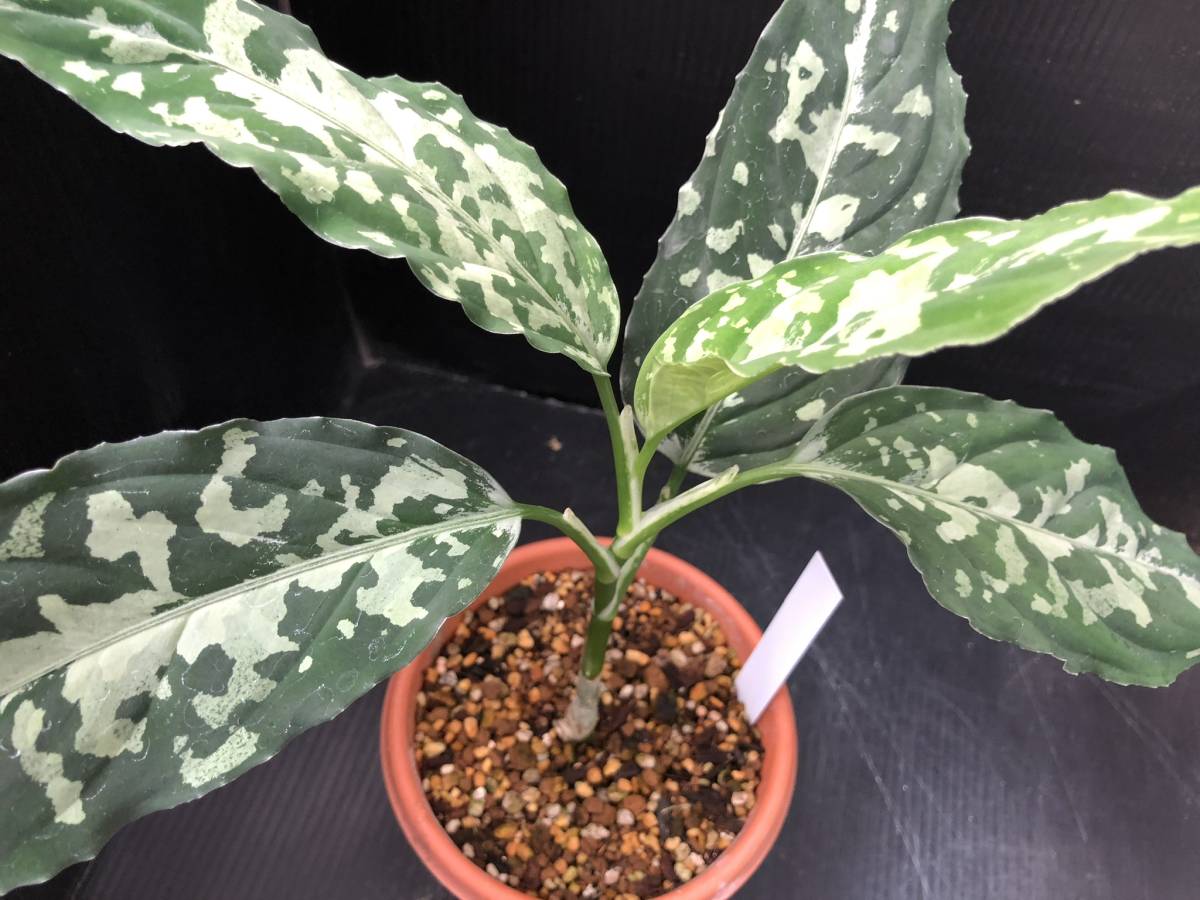 アグラオネマ ピクタム トリカラー | Aglaonema アグラオネマ 