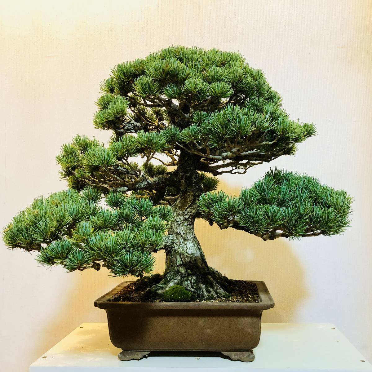 五葉松 盆栽 推定樹齢100年超 盆栽 昴 ☆ 四国五葉松古樹 ☆ bonsai