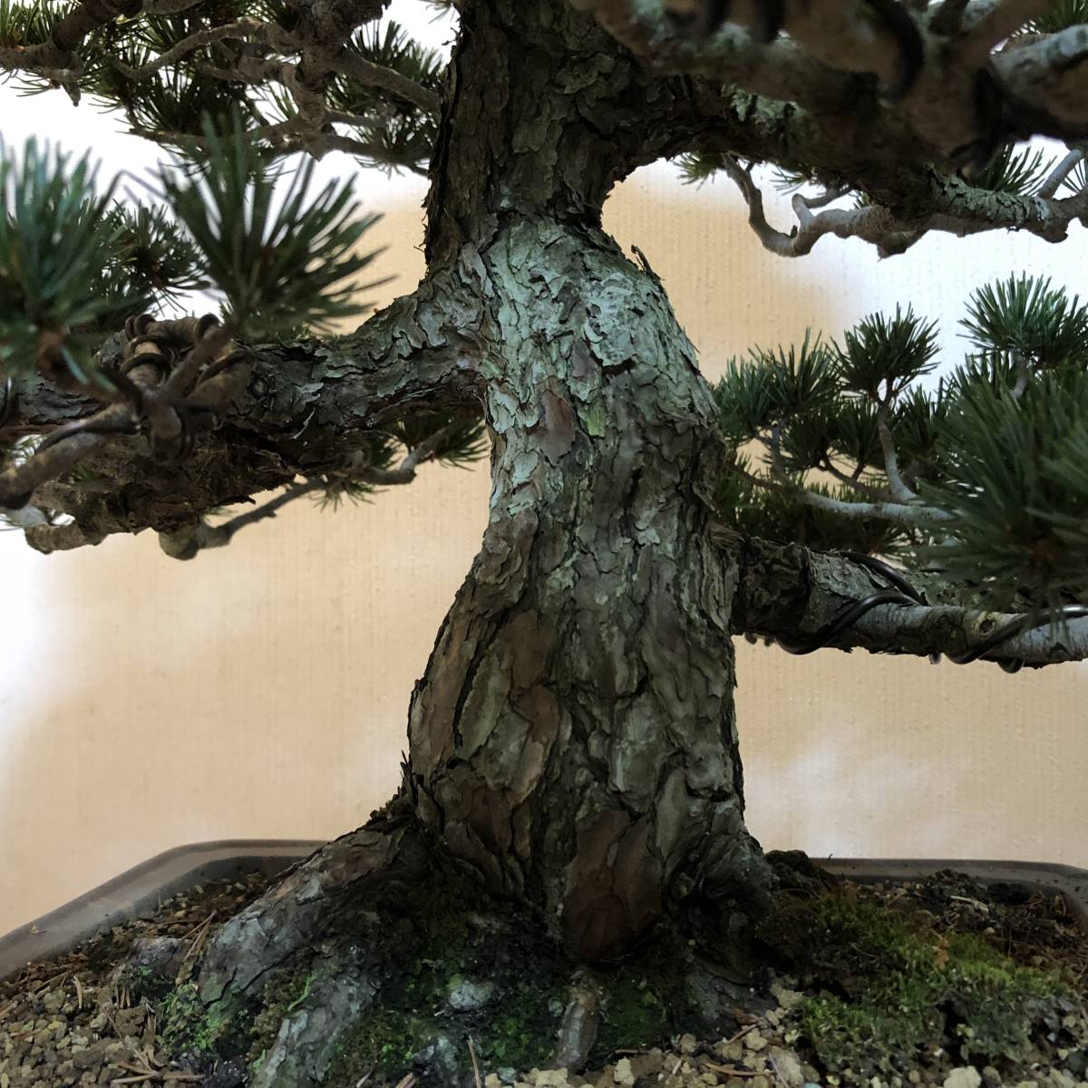 五葉松 盆栽 推定樹齢100年超 盆栽 昴 ☆ 四国五葉松古樹 ☆ bonsai