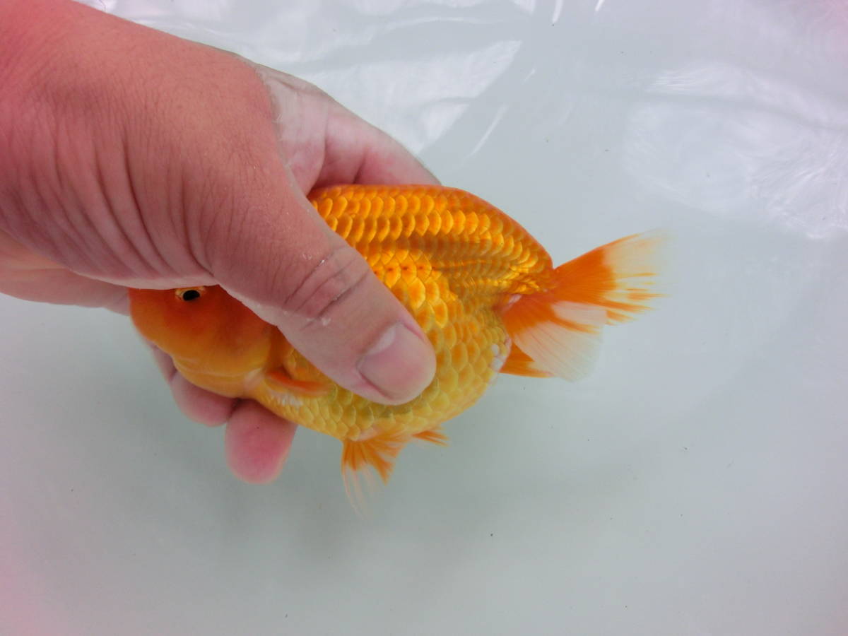 特選金魚○弥富産！深見氏作○大○黒らんちゅう♀1尾○二歳○約11 