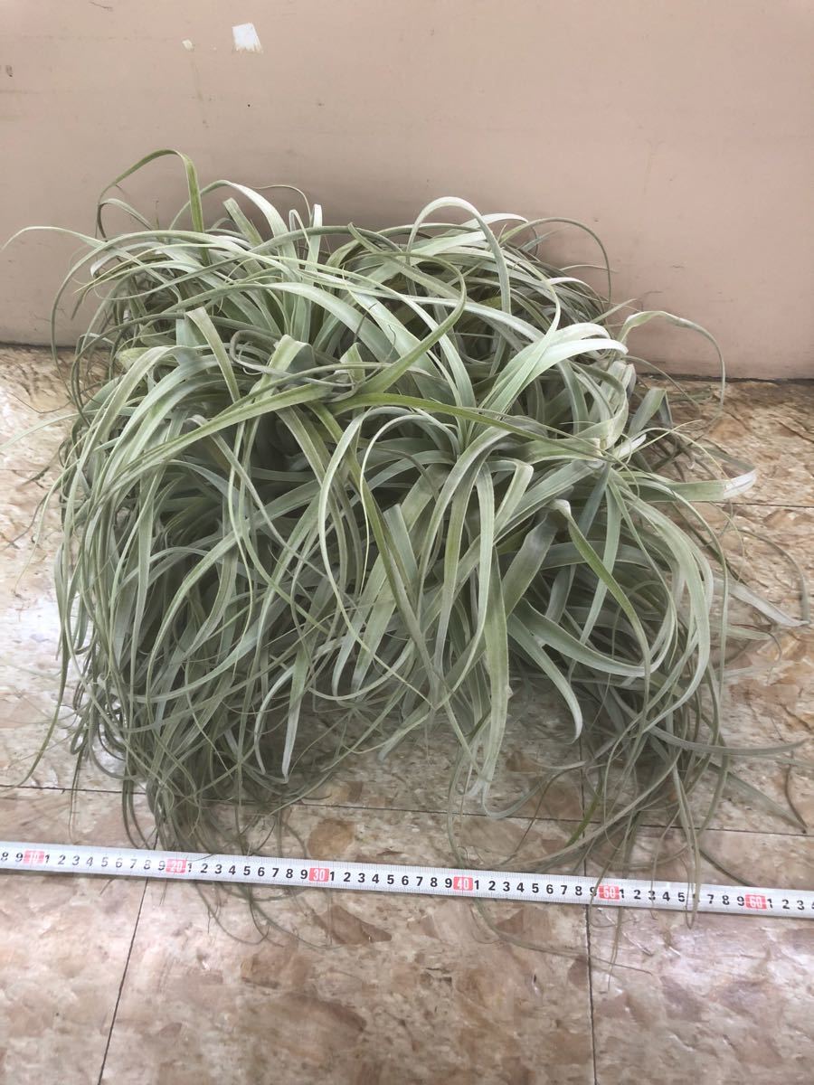 現品多頭 チランジア ストラミネア クランプ エアープランツ