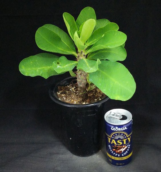 多肉植物 ユーフォルビア属 花キリン 八福神 A 高さ約30cm サボテン 売買されたオークション情報 Yahooの商品情報をアーカイブ公開 オークファン Aucfan Com