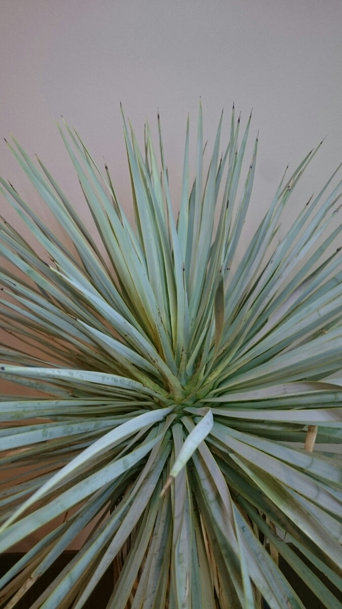 国内実生株 現品 ユッカ・フィリフェラ(Yucca 国内実生株 国内実生株 現品 ユッカ・フィリフェラ(Yucca 国内実生株