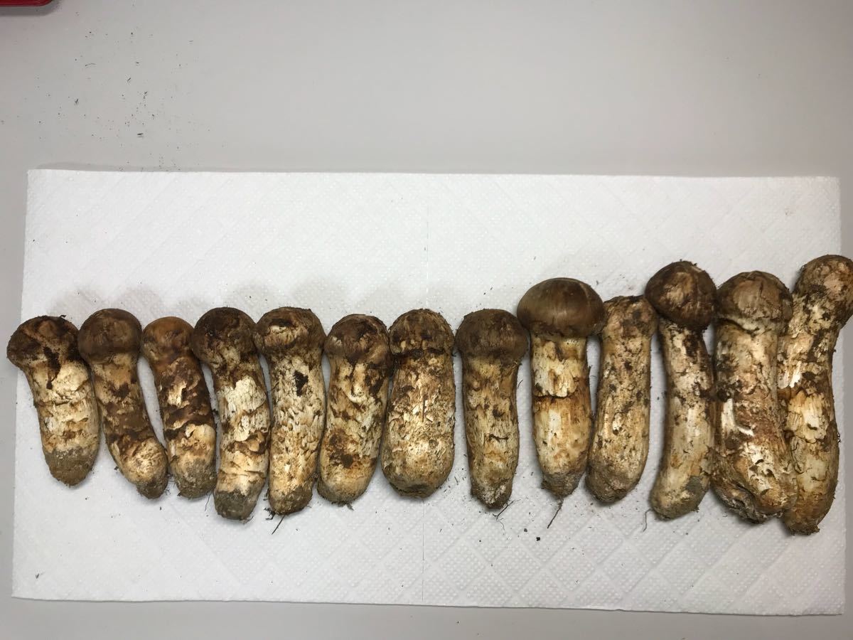 Yahoo!オークション -「篆刻 中国書道☆雑誌『篆刻』臨時増刊 東京堂