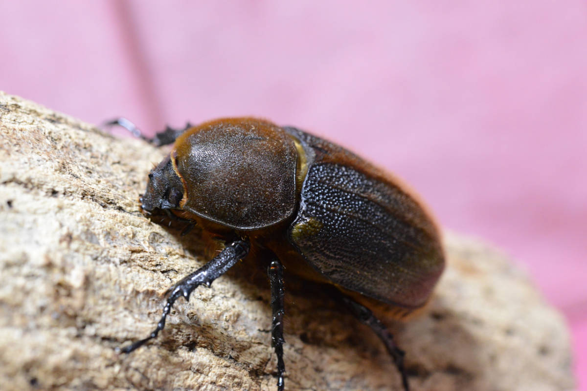 DHヘラクレス ♀73mm 良血！後食開始！