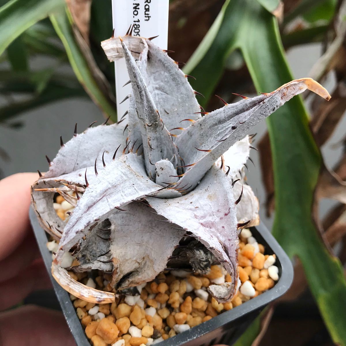 Dyckia braunii Rauh ディッキア