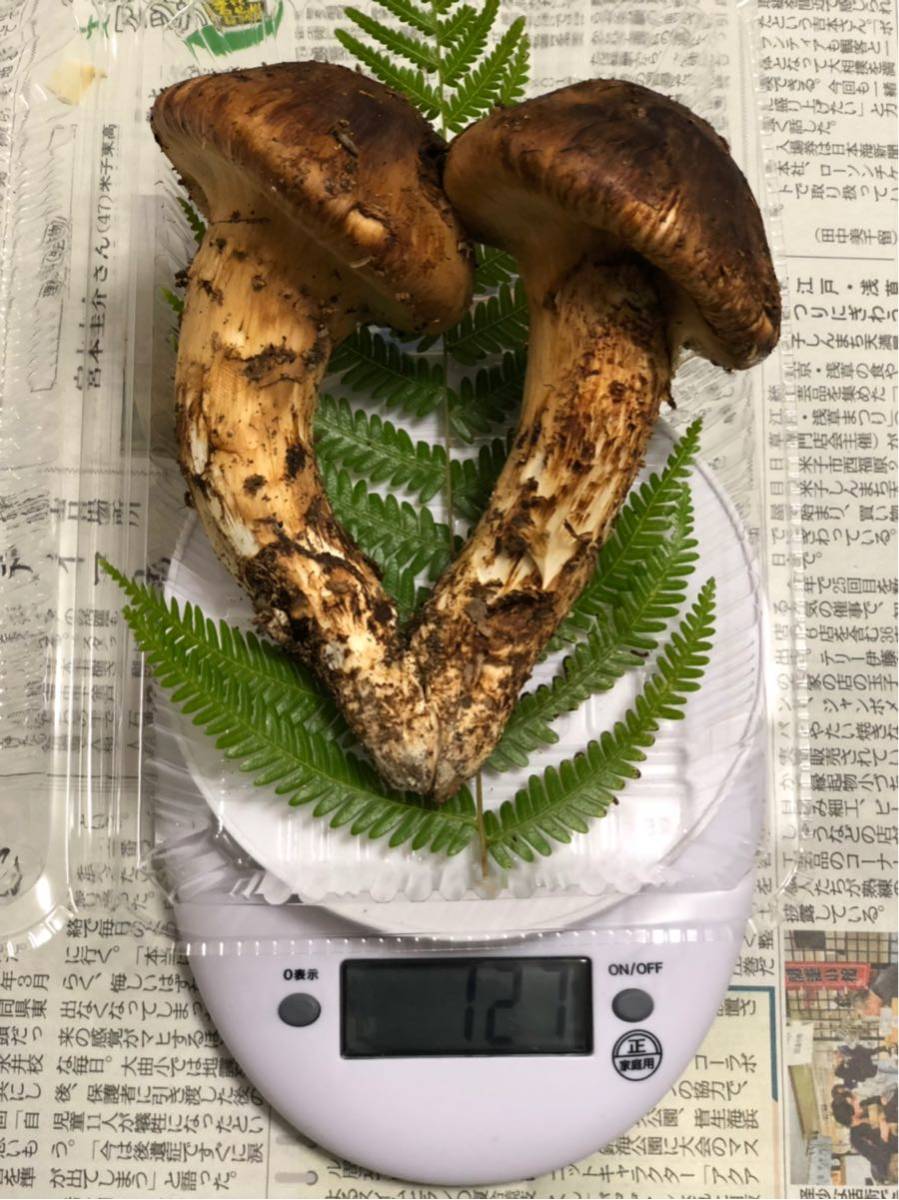 ☆松茸 110g 10/6 pm 鳥取県産 国産 高級 極太 マツタケ 採れたて ご覧