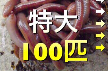 【毎日発送】 天然 ドバミミズ フトミミズ ミミズ エサ 釣り