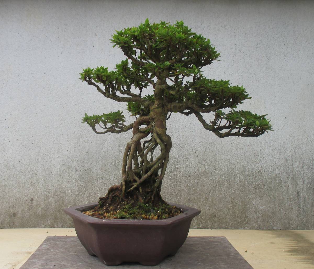 根上り さつき盆栽 ◇鹿山（別名 角葉珍山）◇ 鉢 19cm 六角