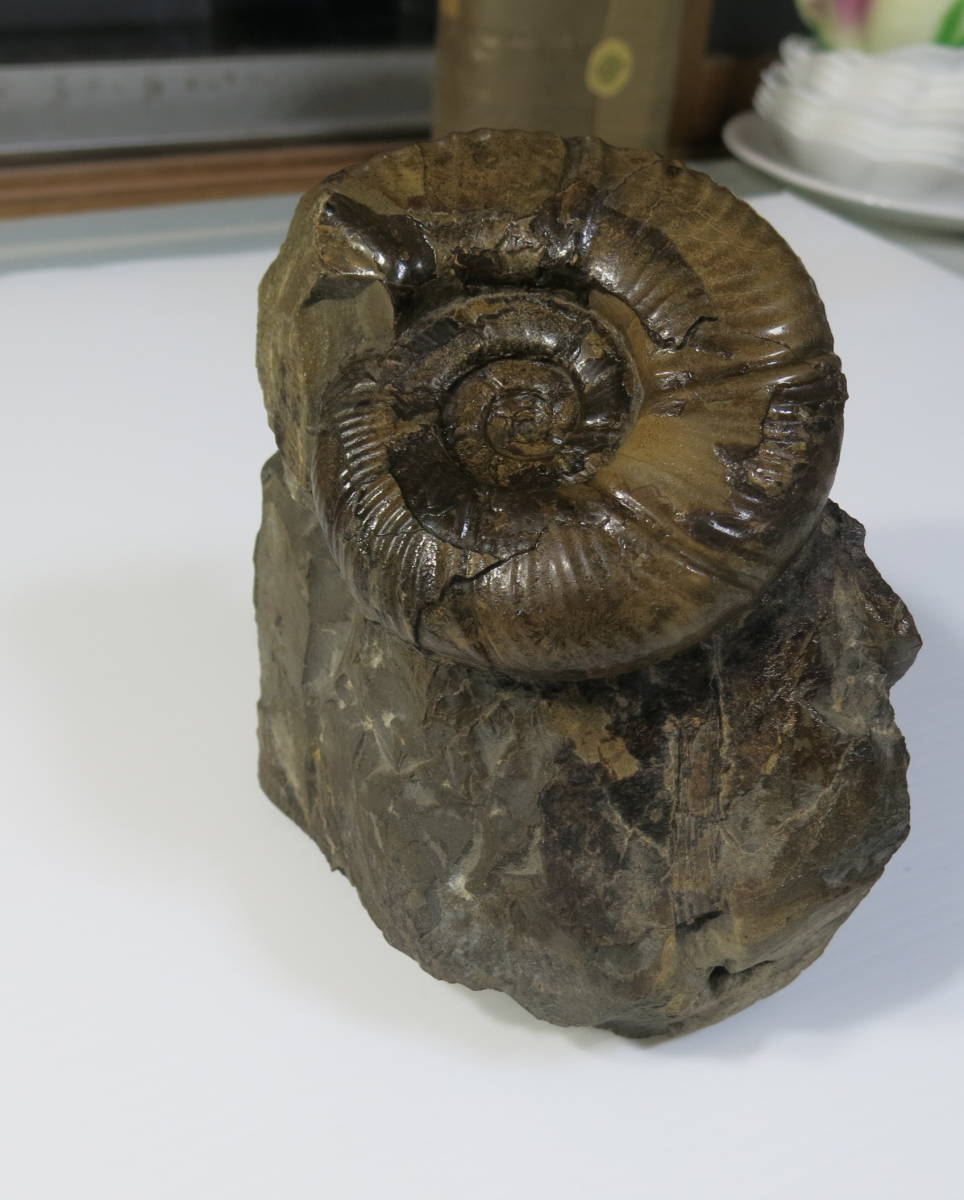 大自然の神秘 オブジェ 大自然の芸術品です。 アンモナイトの化石です
