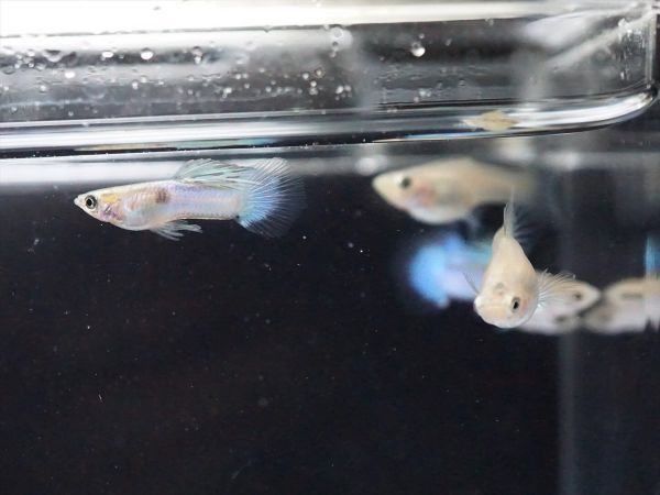 Kinako Farm 国産 ジャパンブルー ３ペア 1113 024 グッピー Guppy グッピー 売買されたオークション情報 Yahooの商品情報をアーカイブ公開 オークファン Aucfan Com