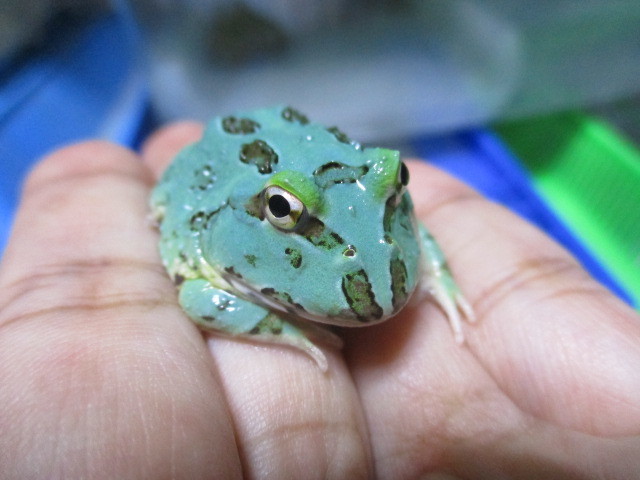 【激レア】トノサマガエル 1匹 ブルー 水色 青 カエル 蛙 かえる とのさまがえる ブルー 水色 青 青いトノサマガエル、約20匹見つかる とのさまがえる 10万匹に1匹!幸せを呼ぶ「青いカエル」を限定展示中、上越市 【激レア】トノサマガエル 1匹 ブルー 水色 青 カエル 蛙 かえる とのさまがえる ブルー 水色 青 青いトノサマガエル、約20匹見つかる とのさまがえる 10万匹に1匹!幸せを呼ぶ「青いカエル」を限定展示中、上越市