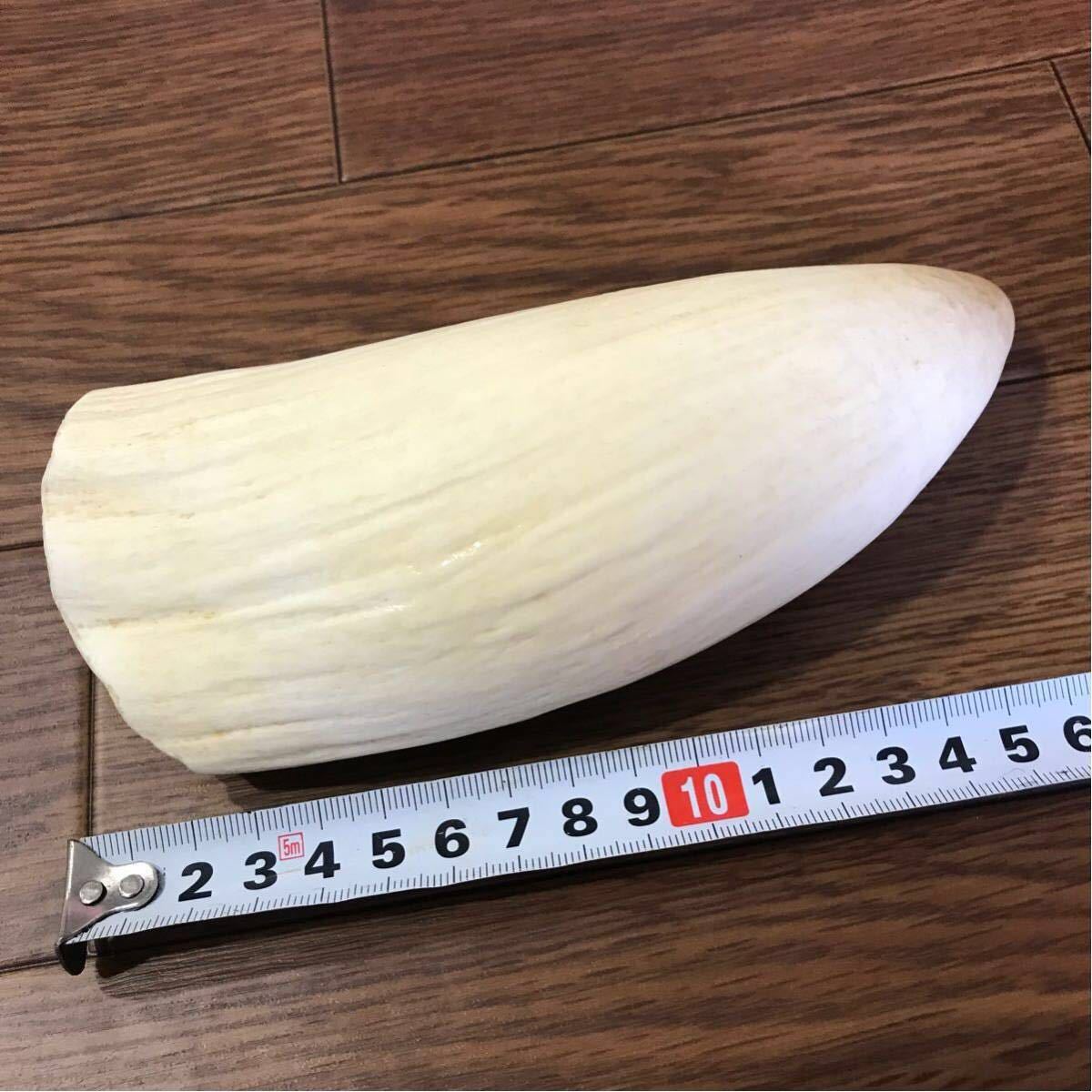 マッコウクジラ 歯 約537g - マッコウクジラ 今日の現役最大の捕食動物 